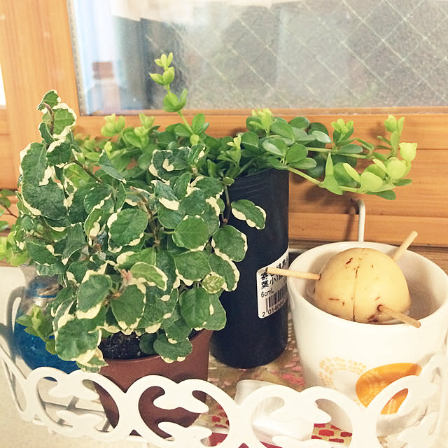 キッチン/ナチュラル/観葉植物のインテリア実例 - 2018-02-04 16:26:39