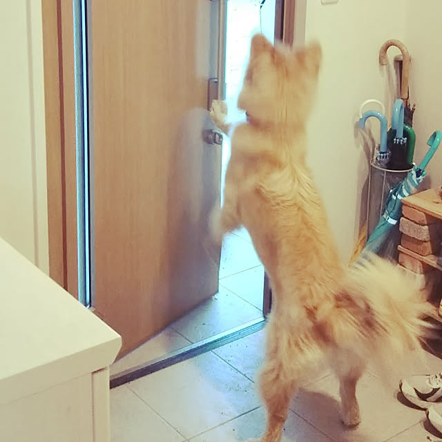 kaoriさんの実例写真