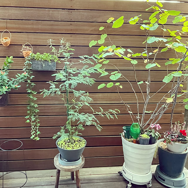 nahonさんの部屋