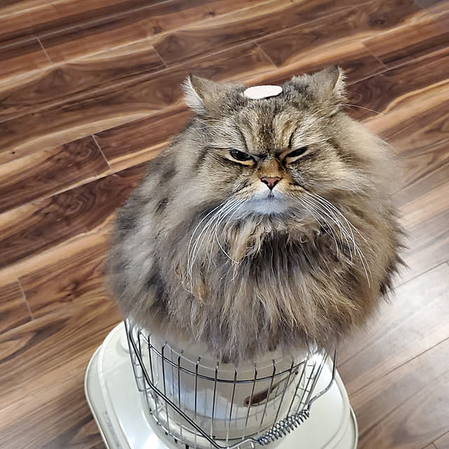 moonstoneさんの実例写真