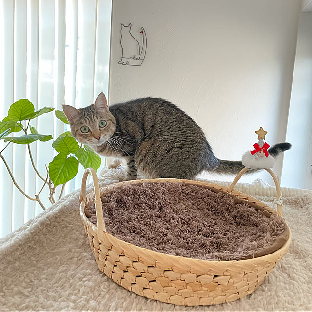 sayapiさんの実例写真