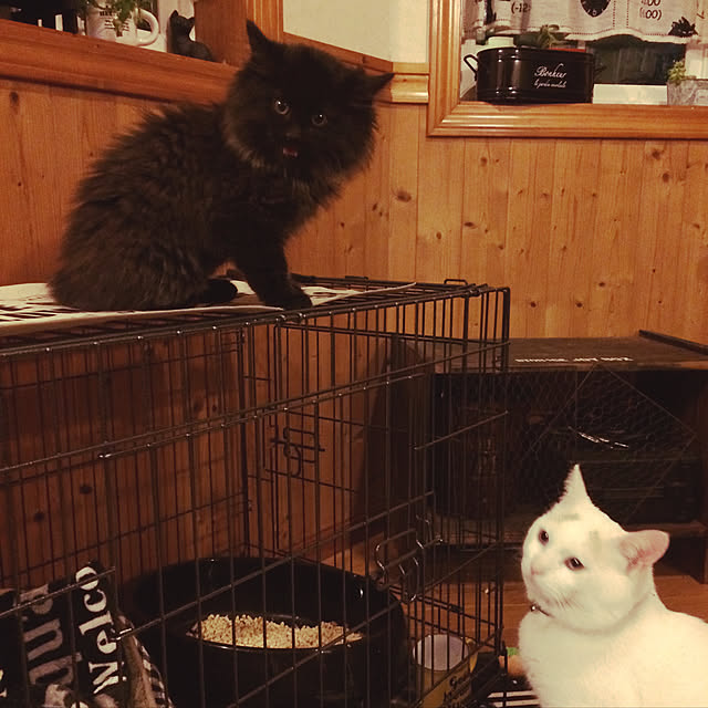 chocolatさんの実例写真