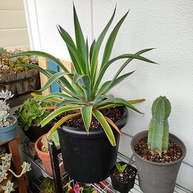 VERANDARJUNさんの実例写真