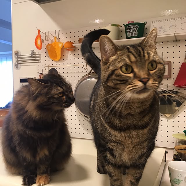 mikomaruさんの実例写真