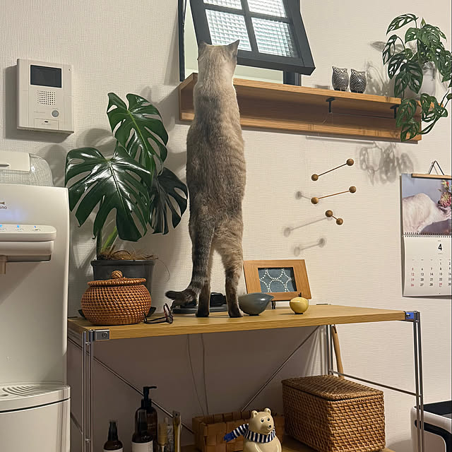 amさんの実例写真