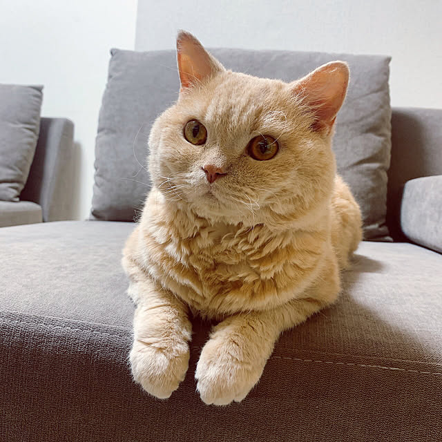 naokoさんの実例写真