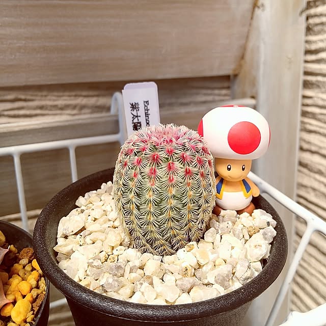 meiさんの実例写真