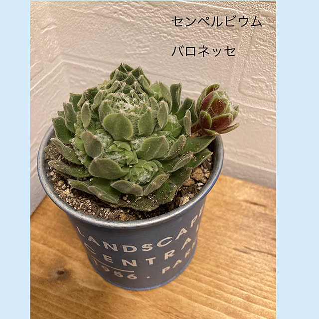 akezouさんの実例写真