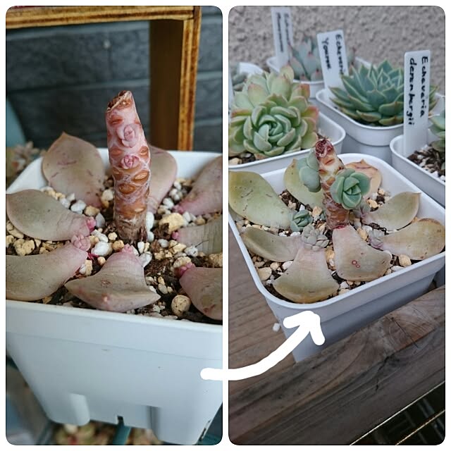 chocoraisinさんの実例写真