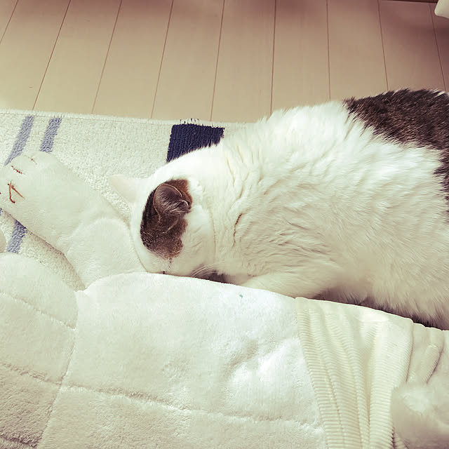 coedodecoさんの実例写真