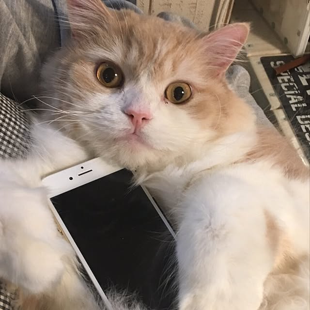 gomachanさんの実例写真