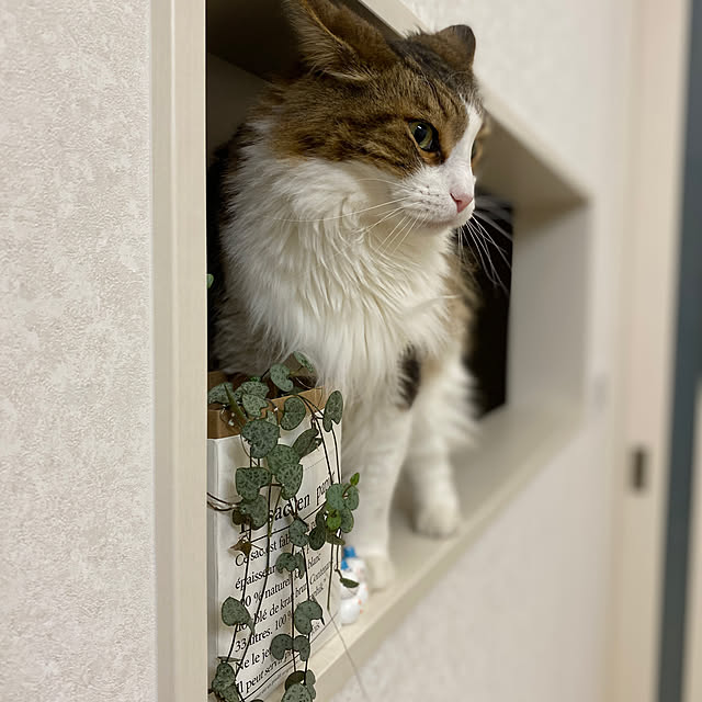 furitamaさんの実例写真