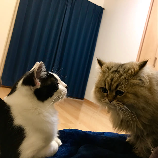 butachanさんの実例写真