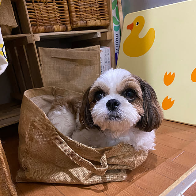 SHIHOさんの実例写真