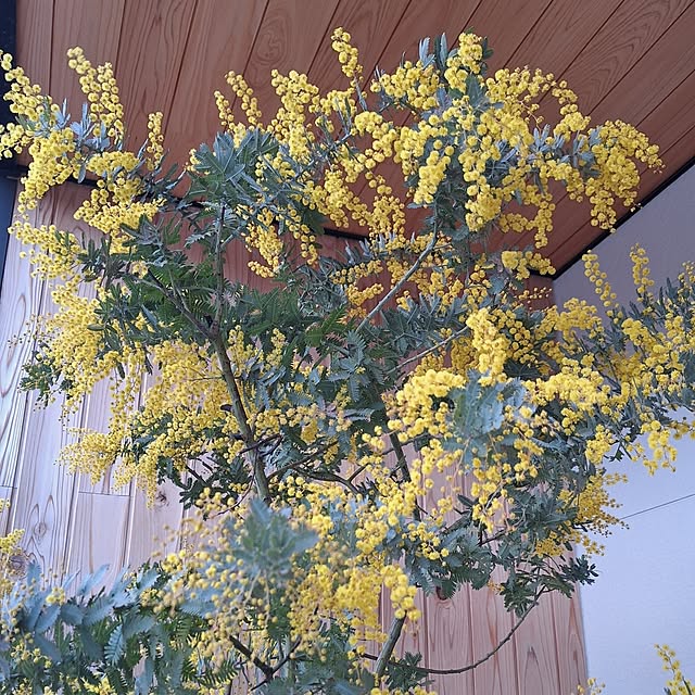 toramonaさんの部屋