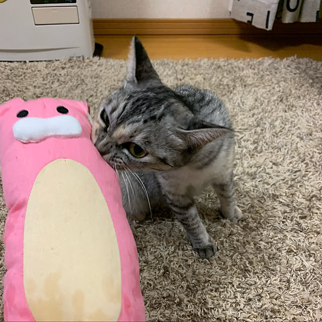 erichinさんの実例写真