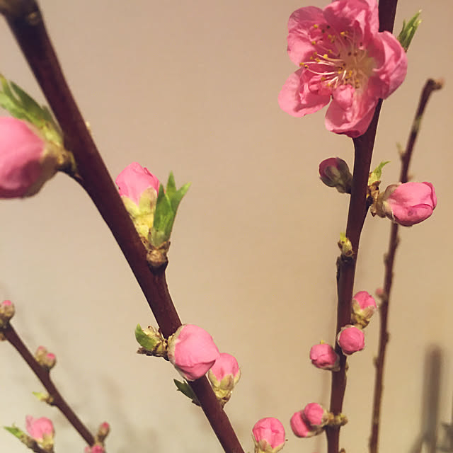 happy-sachiさんの部屋