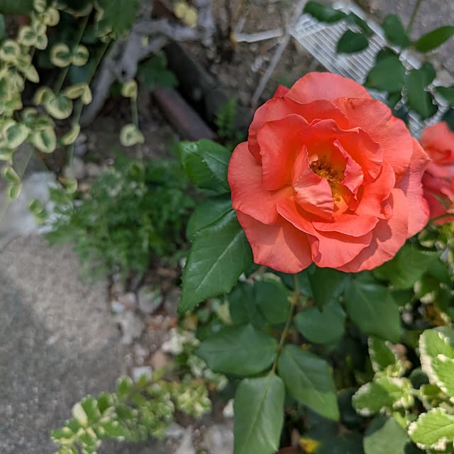 minnieさんの実例写真
