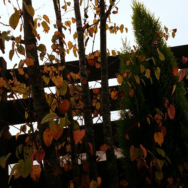 sun-sun.helloさんの実例写真
