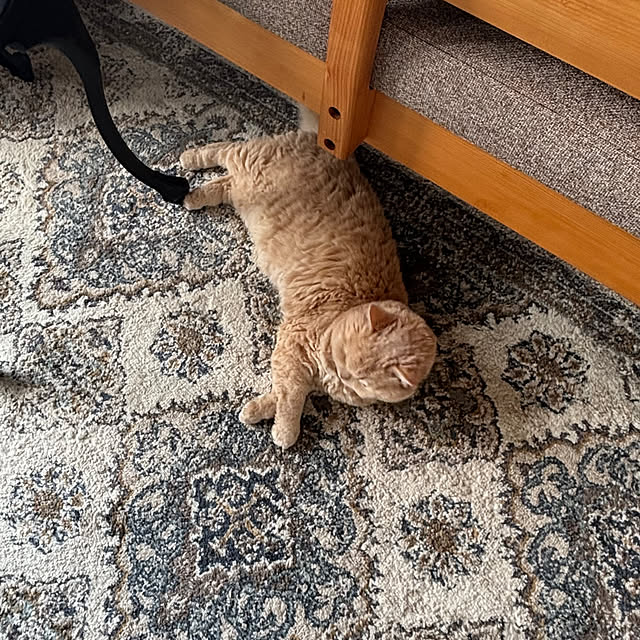 naokoさんの実例写真