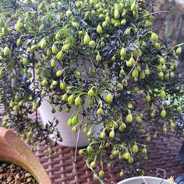 VIORAさんの実例写真