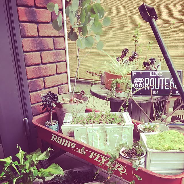 玄関/入り口/DIY/多肉植物/観葉植物/雑貨...などのインテリア実例 - 2016-11-22 18:46:51