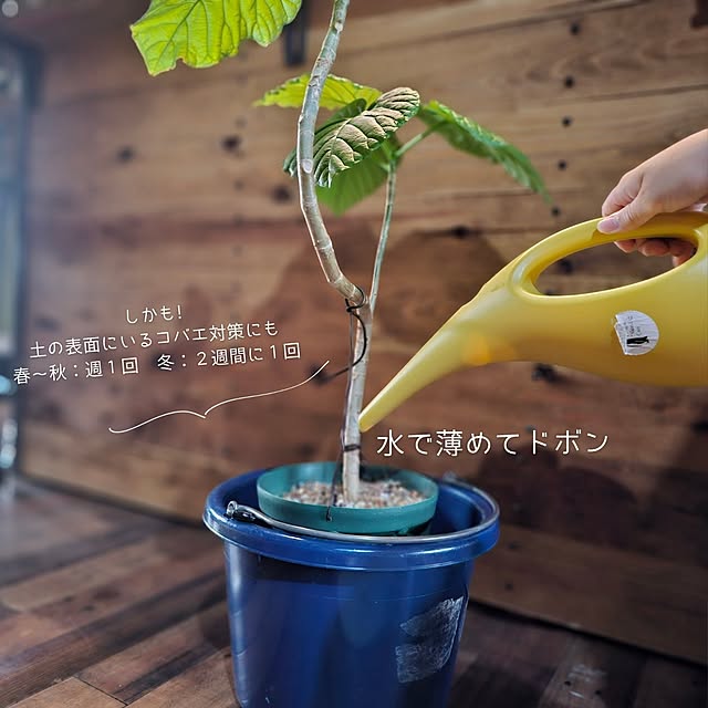CYNOSさんの部屋