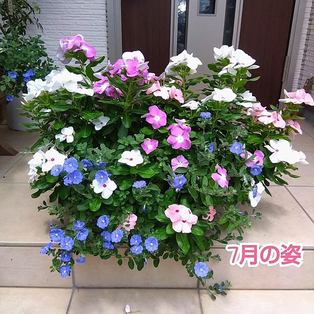 aquaさんの実例写真