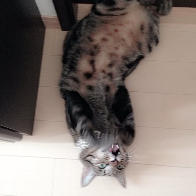 konatsuさんの実例写真