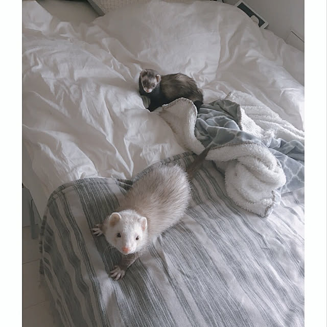 hnhncocoさんの実例写真