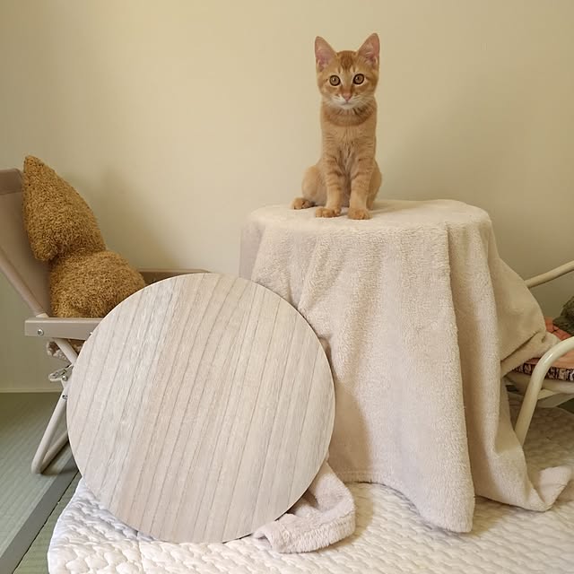 部屋全体/和室インテリア/和室/猫部屋化する和室/ただいまなな部屋...などのインテリア実例 - 2025-08-31 13:20:13