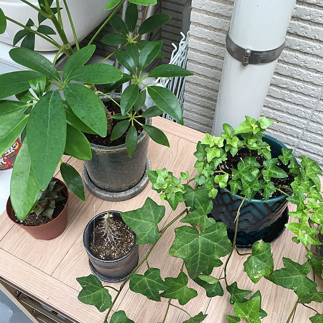 happy-sachiさんの実例写真