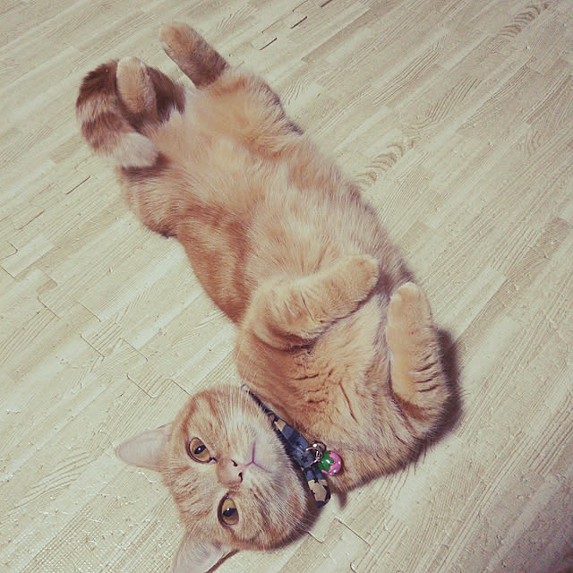 runaさんの実例写真