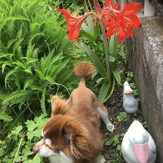 chIoeさんの実例写真