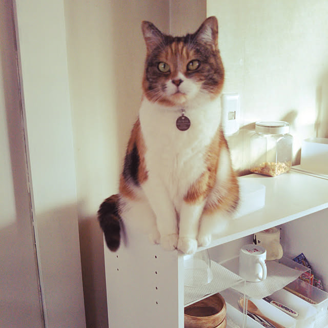 yukieさんの実例写真