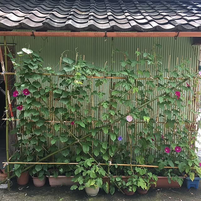 taitaiさんの実例写真