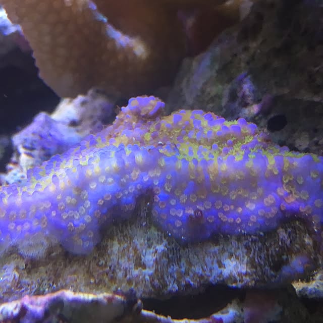 aquarium_seaさんの実例写真