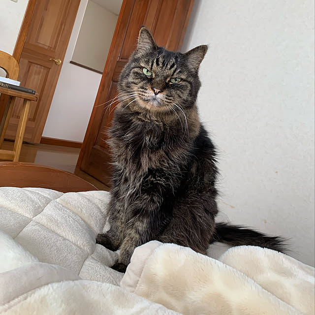 shigurenekoさんの実例写真