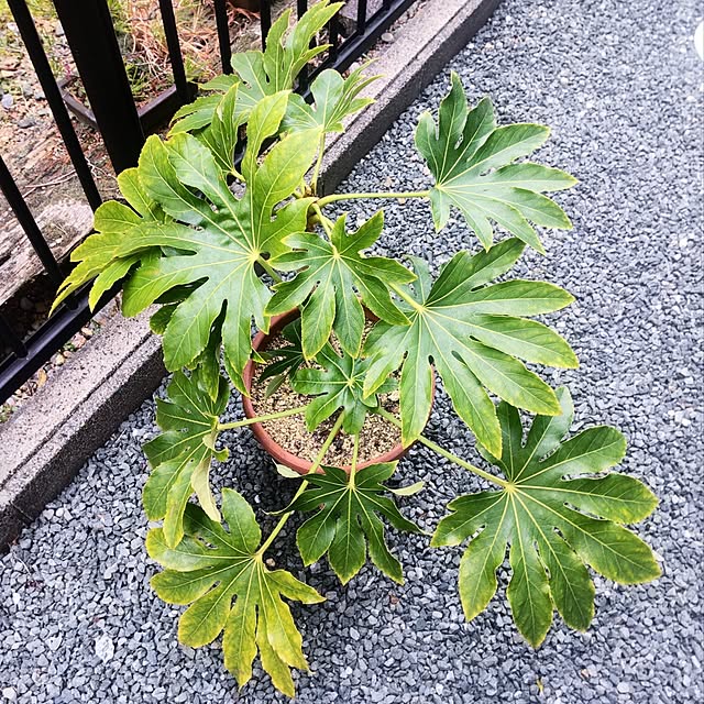 NSDさんの実例写真