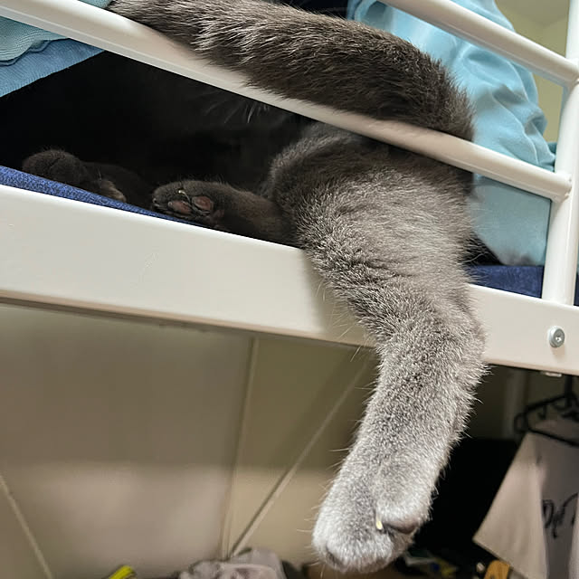 nekoさんの部屋