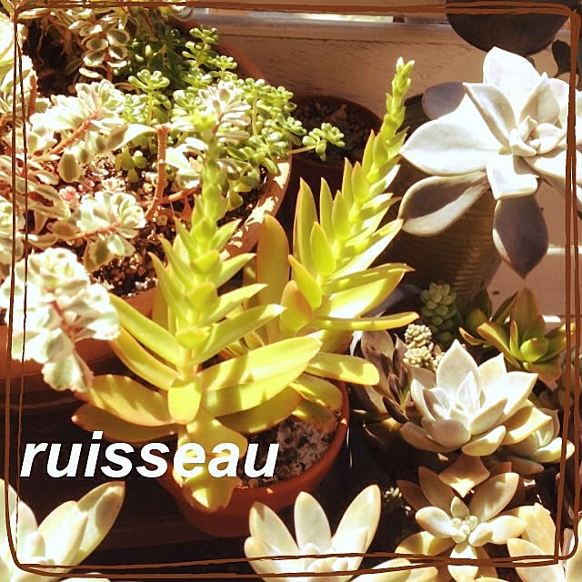 ruisseauさんの実例写真