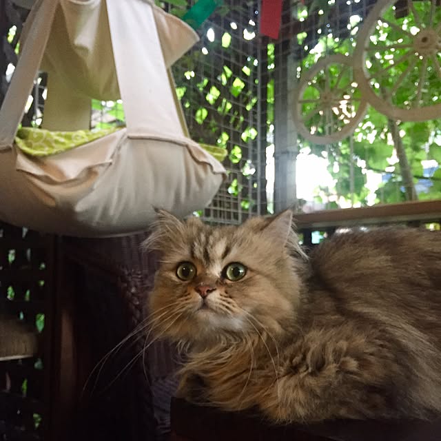 butachanさんの実例写真