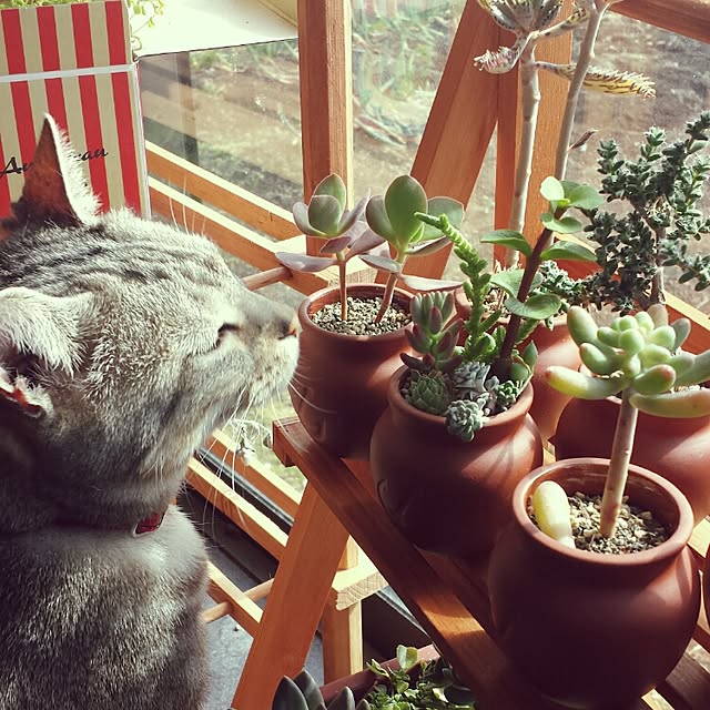 mikiさんの実例写真