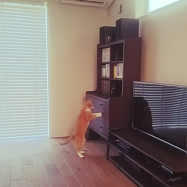 ramoraさんの実例写真