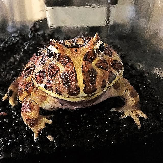 kaerucoさんの実例写真