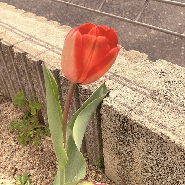 K369さんの実例写真
