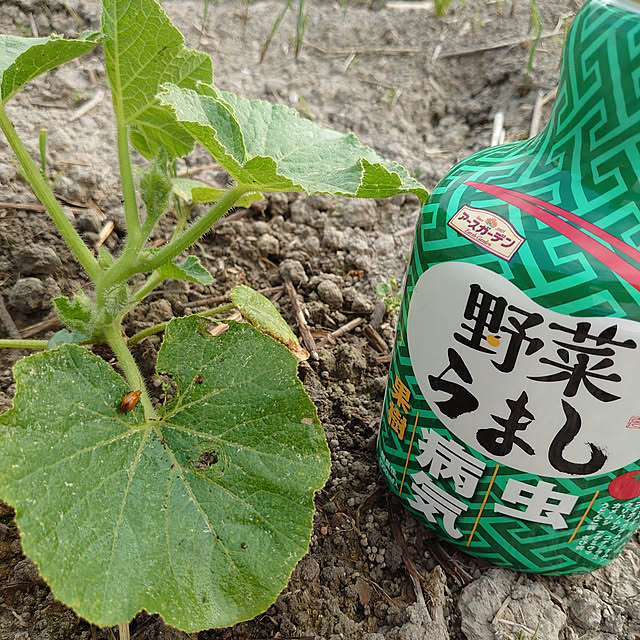 machikomamaさんの実例写真