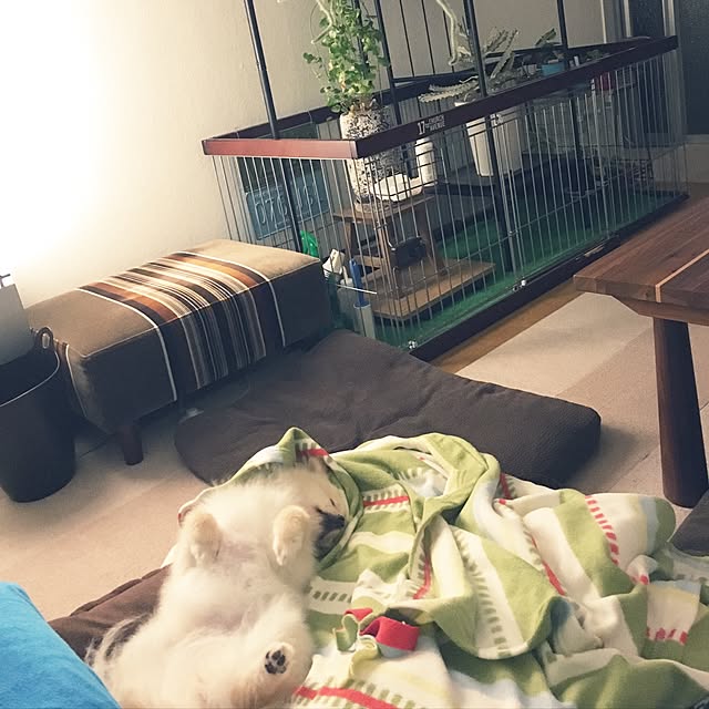 ritalin202さんの実例写真