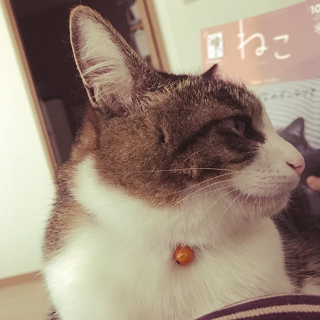 miruさんの実例写真