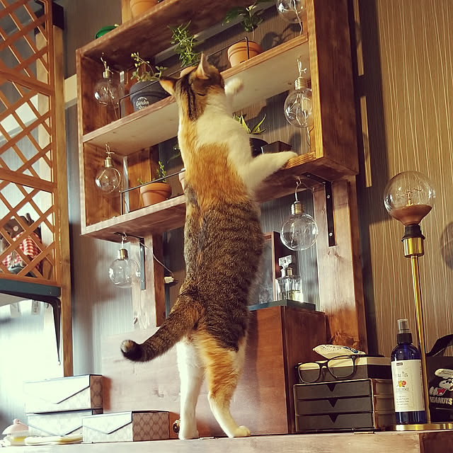 nnk.akさんの実例写真